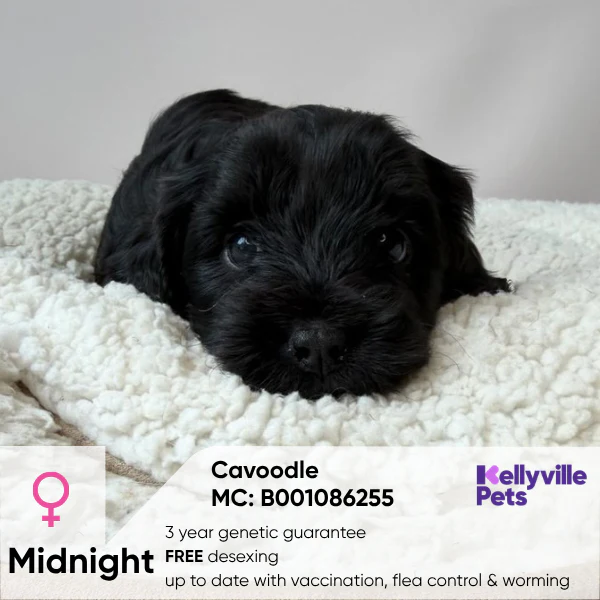 Puppies for Sale Sydney | Kellyville Pets